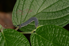 Isognathus allamandae