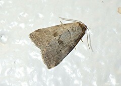 Hyperstrotia pervertens