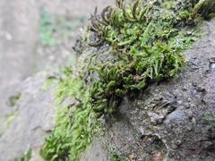 Cryphaea heteromalla