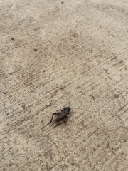 Eunemobius carolinus