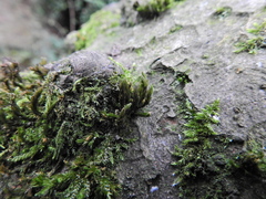 Cryphaea heteromalla