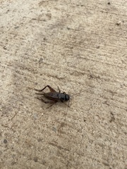 Eunemobius carolinus