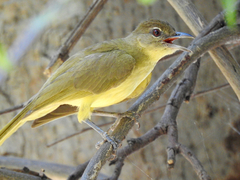 Chlorocichla flaviventris