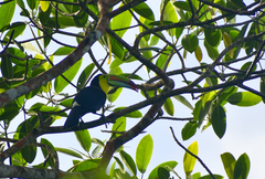 Ramphastos sulfuratus image