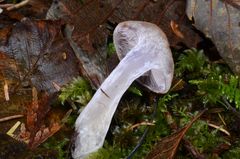 Cortinarius lucorum
