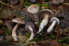 Cortinarius lucorum