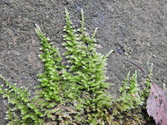 Homalothecium sericeum