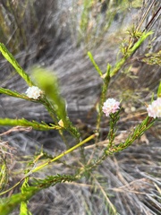 Lachnaea densiflora