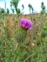 Cirsium vulgare