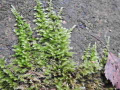 Homalothecium sericeum