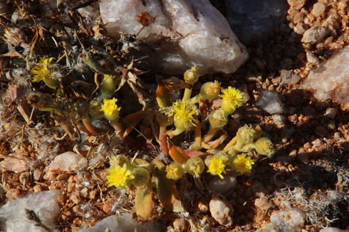 Mesembryanthemum inachabense