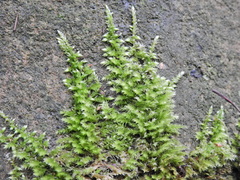 Homalothecium sericeum