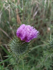 Cirsium vulgare