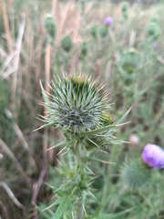 Cirsium vulgare