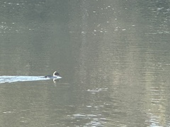 Bucephala