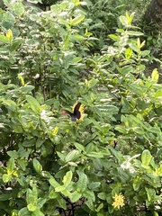 Papilionidae