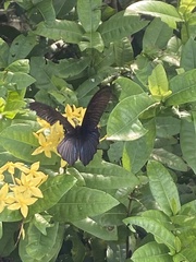 Papilionidae