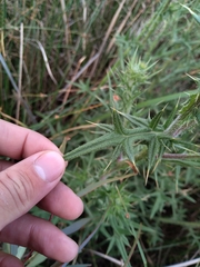 Cirsium vulgare