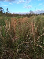 Cirsium vulgare