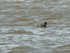 Aythya affinis