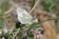 Leptidea duponcheli