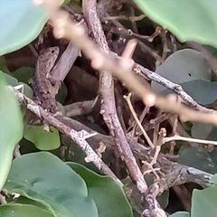 Anolis cristatellus