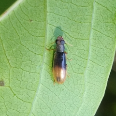 Eurypinae