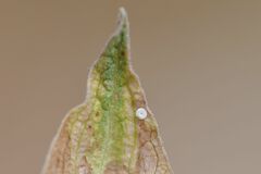 Pseudophilotes bavius