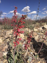 Penstemon parryi