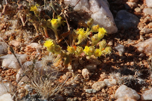 Mesembryanthemum inachabense