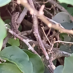 Anolis cristatellus
