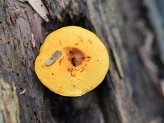Pleuroflammula tuberculosa