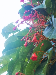 Tectocoris diophthalmus