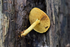 Pleuroflammula tuberculosa