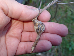 Gnorimoschema baccharisella