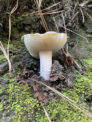 Amanita toxica