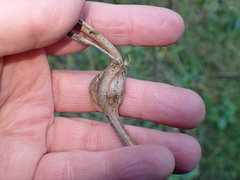 Gnorimoschema baccharisella