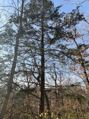 Pinus virginiana