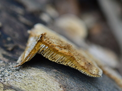 Coriolopsis gallica