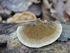 Coriolopsis gallica