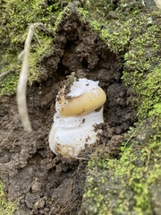 Amanita toxica