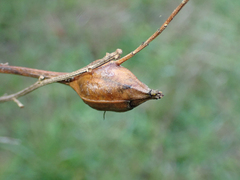 Gnorimoschema baccharisella