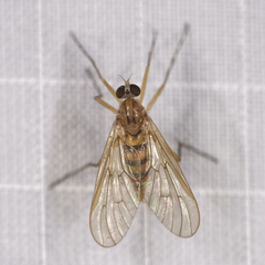 Rhagio gracilis