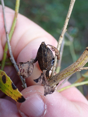 Gnorimoschema baccharisella