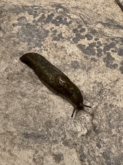 Limacus