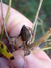 Gnorimoschema baccharisella