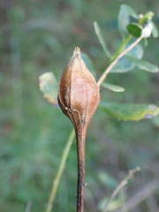 Gnorimoschema baccharisella