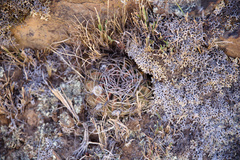 Echinopsis obrepanda