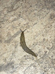 Limacus