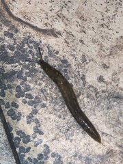 Limacus